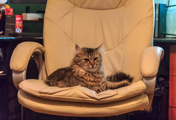 坐在办公椅上的猫 — 图库照片