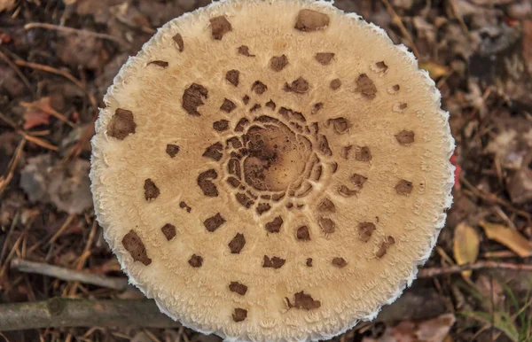 Grzyb parasol zbieranina champignon dla rodzin z dziećmi — Zdjęcie stockowe