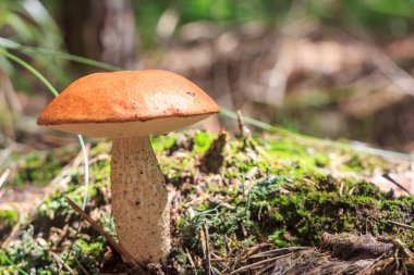 Boletus içinde yosun