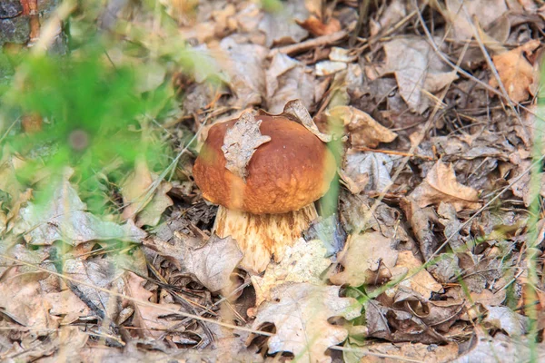 Boletus mushroom в листве — стоковое фото