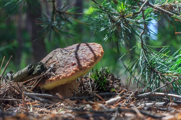 Boletus yakın çekim
