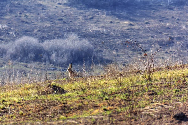 Liebre en un campo — Foto de Stock