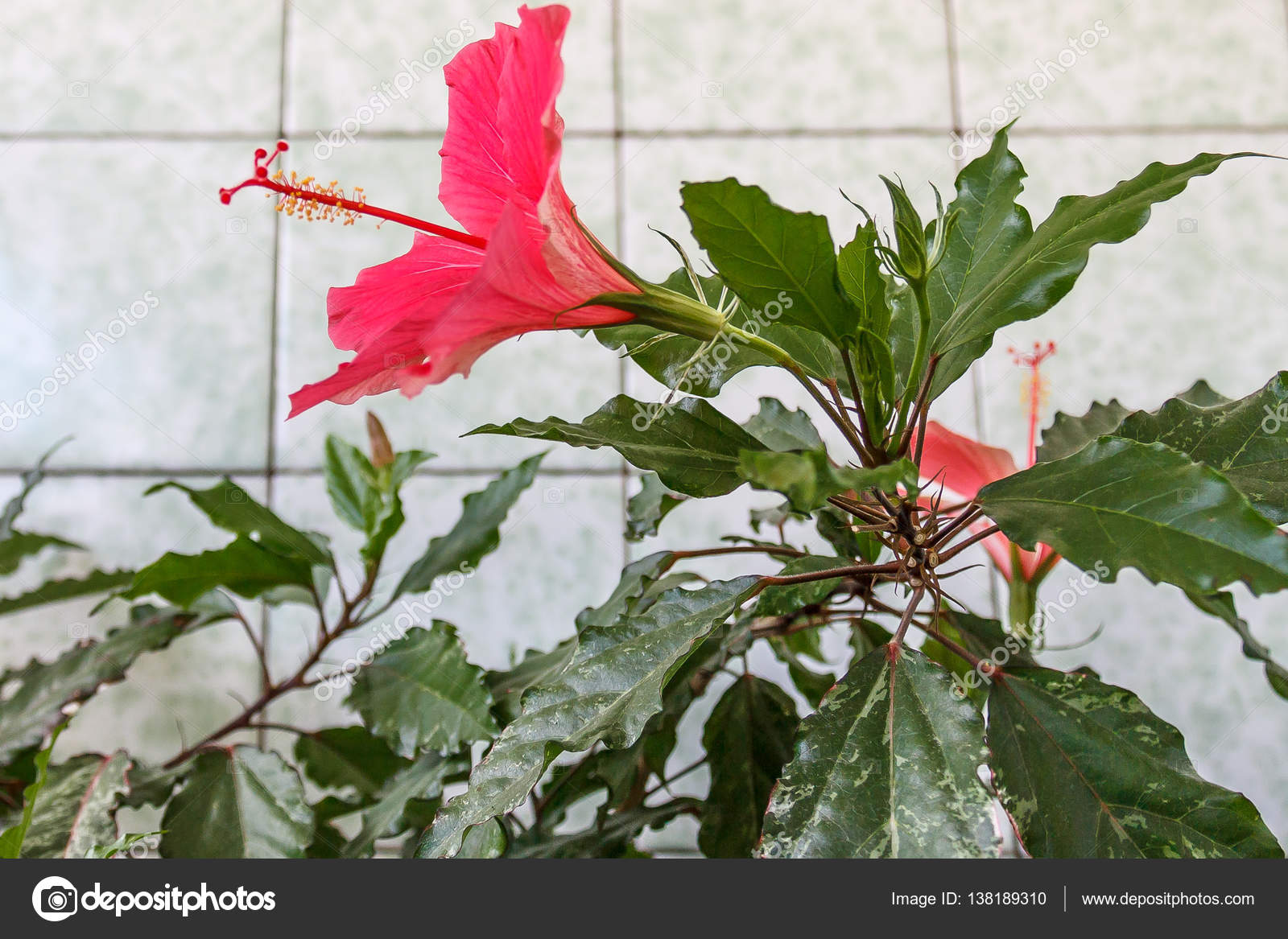 Dating gumamela leaf