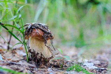 genç bir Borovik doğada Close-Up