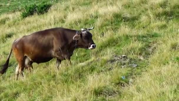 Cow lifting up the hill — Stock Video