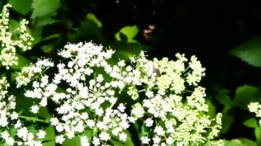 Arı Pollinating beyaz şemsiye çiçek