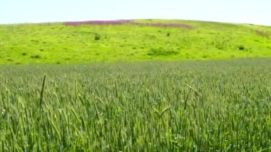 Çavdar alanında acele