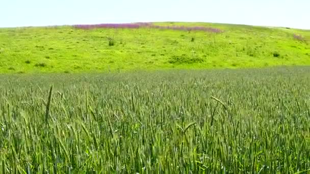 Corriendo en el campo de centeno — Vídeos de Stock