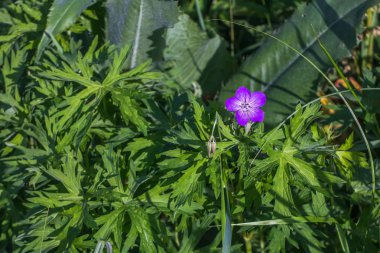 Sardunya çiçeği yumuşak yeşil arka plan üzerinde