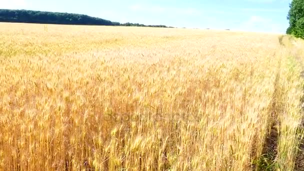 Gul säd redo för skörd som odlas på ett jordbruksfält — Stockvideo