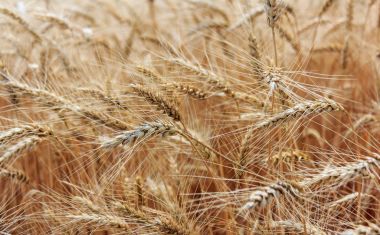 Yaz aylarında buğday alanının kulak ile sahne