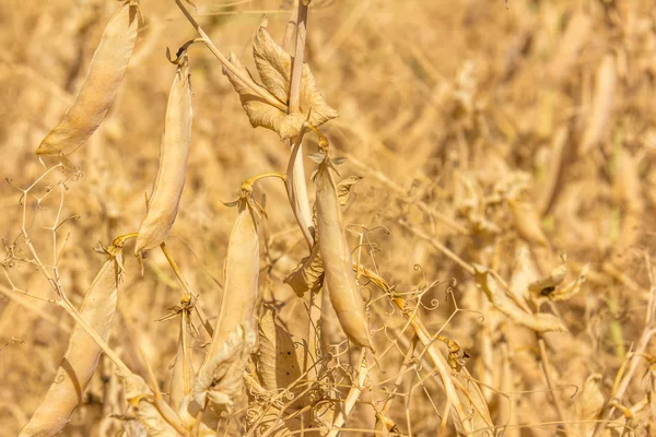 tarım arazileri bitkilerde sarı bezelye kurutma