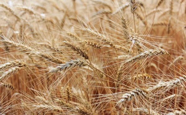 Yaz aylarında buğday alanının kulak ile sahne