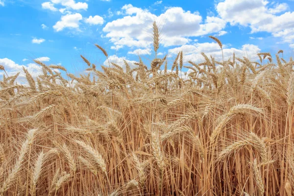 Gold wheat field and blue sky Stock Image