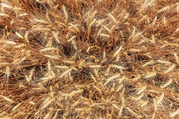 Weizen von oben — Stockfoto
