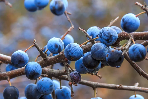 blackripe çilek blackthornthorn