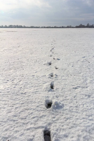 Следы на поле в снегу — стоковое фото