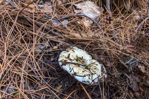 Гриб Lactarius resimus або молочний гриб в соснових голки — стокове фото