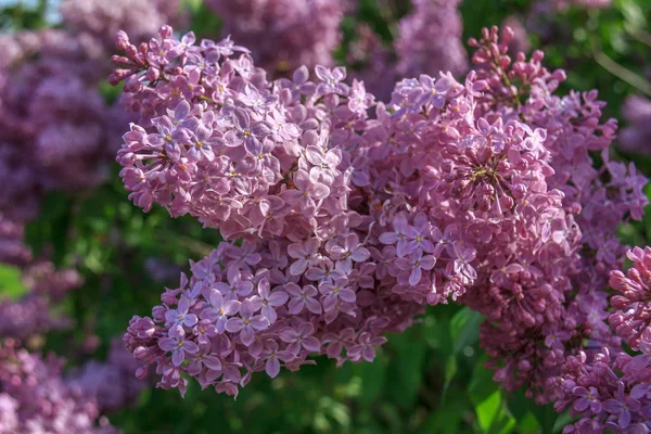 Flores de lilás rosa — Fotografia de Stock