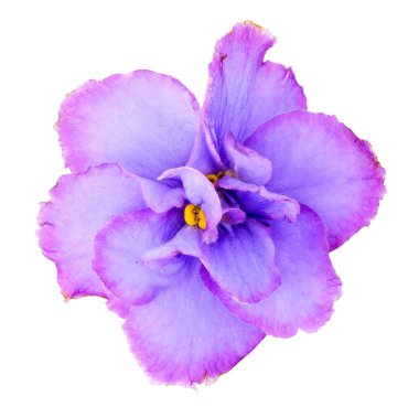 Saintpaulia ya da Violet, beyaz arka planda izole edilmiş pembe-mor renkli ev çiçekleri. Uzambar menekşe.