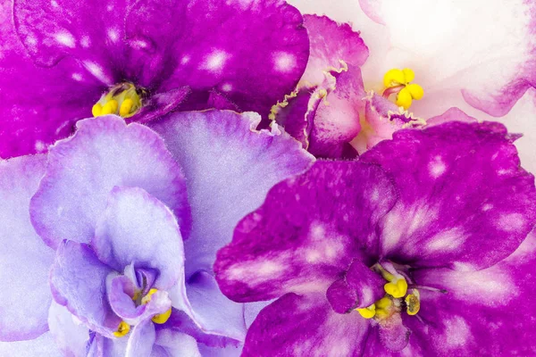 Květinové pozadí multi-barevné fialky Saintpaulia, close-up — Stock fotografie
