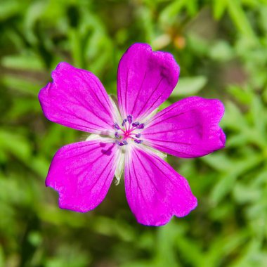 Sardunya çayırı pembe renkli yeşil arka plan. Kare kompozisyon. Bulanık yeşil bokeh arkaplanı.