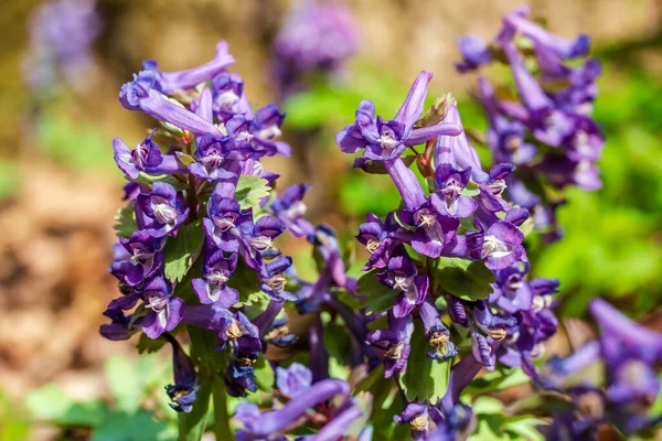 A Corydalis está de perto. Corydalis solida. Flores roxas da floresta da primavera — Fotografia de Stock