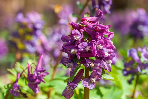 Corydalis solida. A Corydalis está de perto. Flores roxas da floresta da primavera — Fotografia de Stock