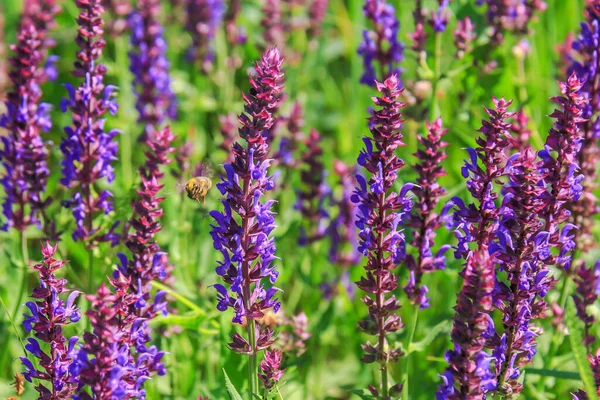 Salvia violeta flores perfumadas, close-up. Flores de salva fragrantes violetas . — Fotografia de Stock