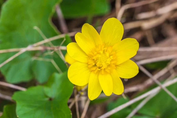 Ficaria verna. Menor celidonia. Ficaria verna flor de primavera amarilla — Foto de Stock