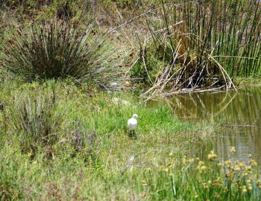 A small white bird in a Salt Water Marsh in Malibu, California.