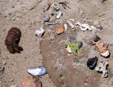 A lobster tail and sea shells washed up on a beach in Malibu, California.