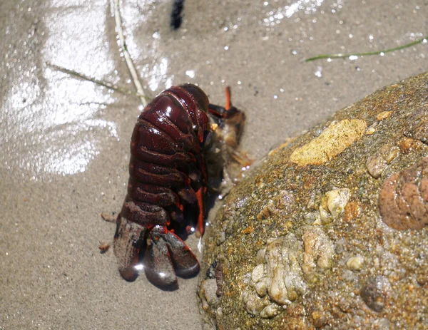 Lobster Tail Washed Beach Malibu California — ストック写真