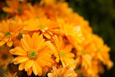 Grafik ve web tasarımı için moda çiçeklerin fotoğrafı. Web ya da mobil uygulama için çiçek resmi.