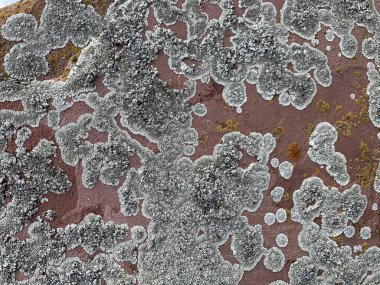 Taş fotoğraf dokusunda renkli yosun