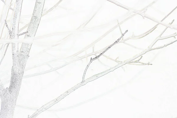 Branches Cerisier Hiver Sur Fond Neige — Photo