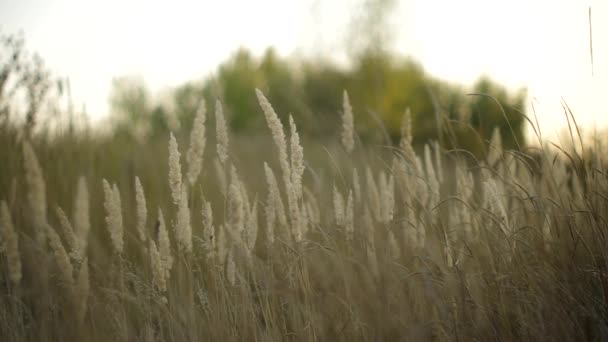Field Grass Wind — Stock Video