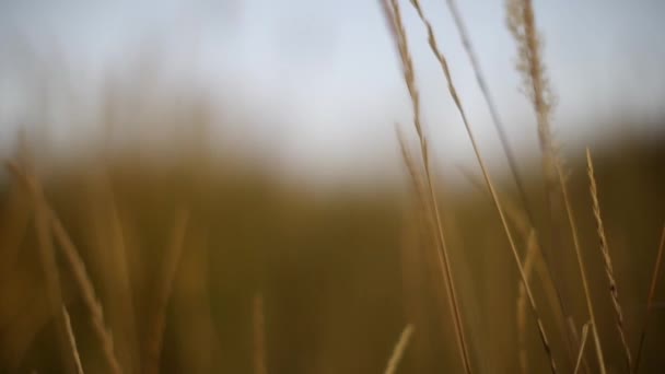Трава Ветру — стоковое видео