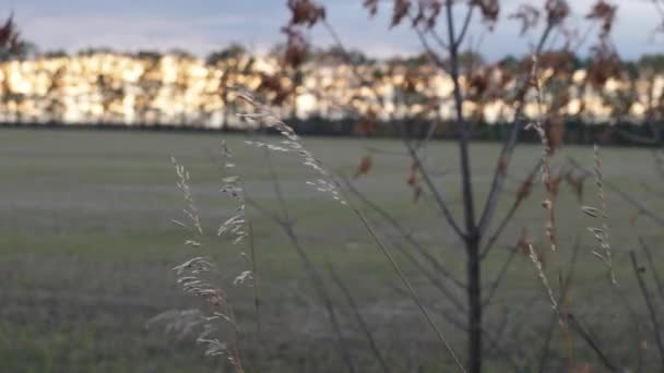 Campo Hierba Viento — Vídeos de Stock