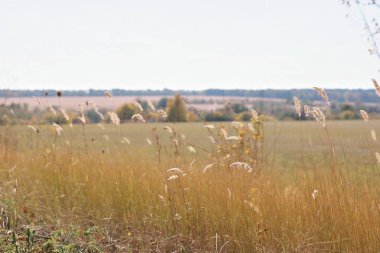 Rüzgarda yol kenarı otları