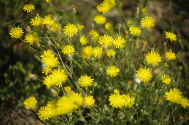kır çiçekleri çimlerin