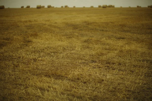 wheat field after harvest in summer in the sun