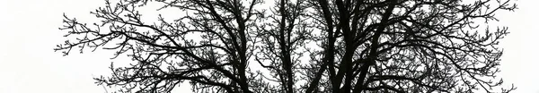 Branches Arbre Sur Fond — Photo