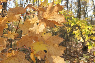 yellow autumn leaves in the midday sun