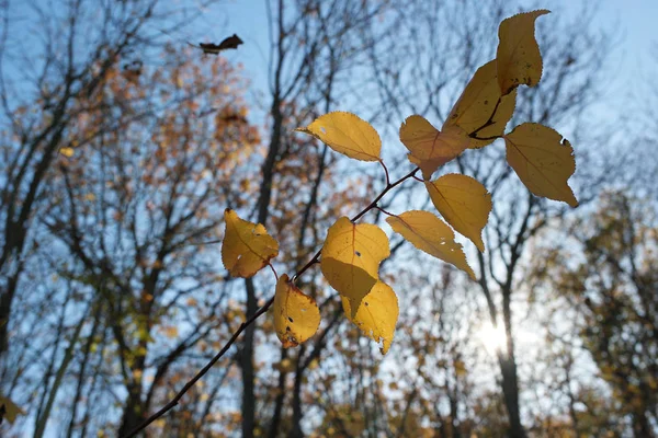 yellow autumn leaves in the midday sun