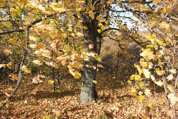 yellow autumn leaves in the midday sun