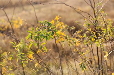 field grass and flowers in the afternoon sun
