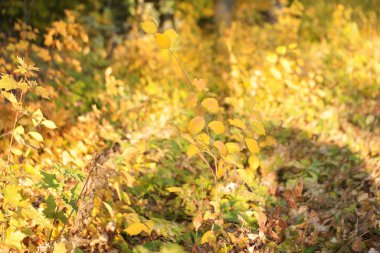 yellow autumn leaves in the midday sun