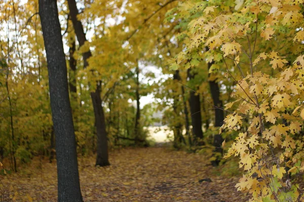 Žluté Podzimní Listy Poledním Slunci — Stock fotografie
