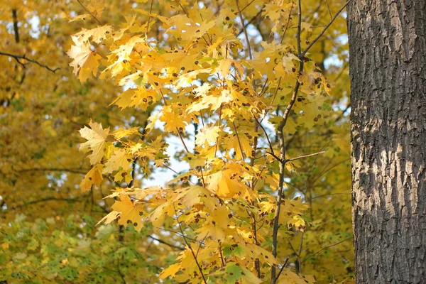 Yellow Autumn Leaves Midday Sun — 图库照片
